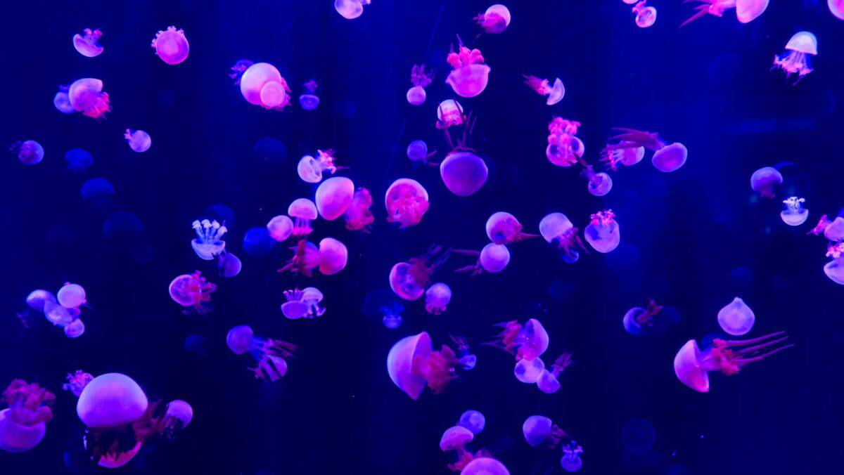 Des méduses vibrantes illuminées dans un aquarium lumineux à Pékin, en Chine.