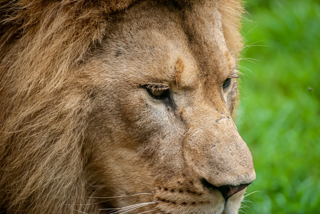 15. Lion d'Afrique (crédits image : unsplash)