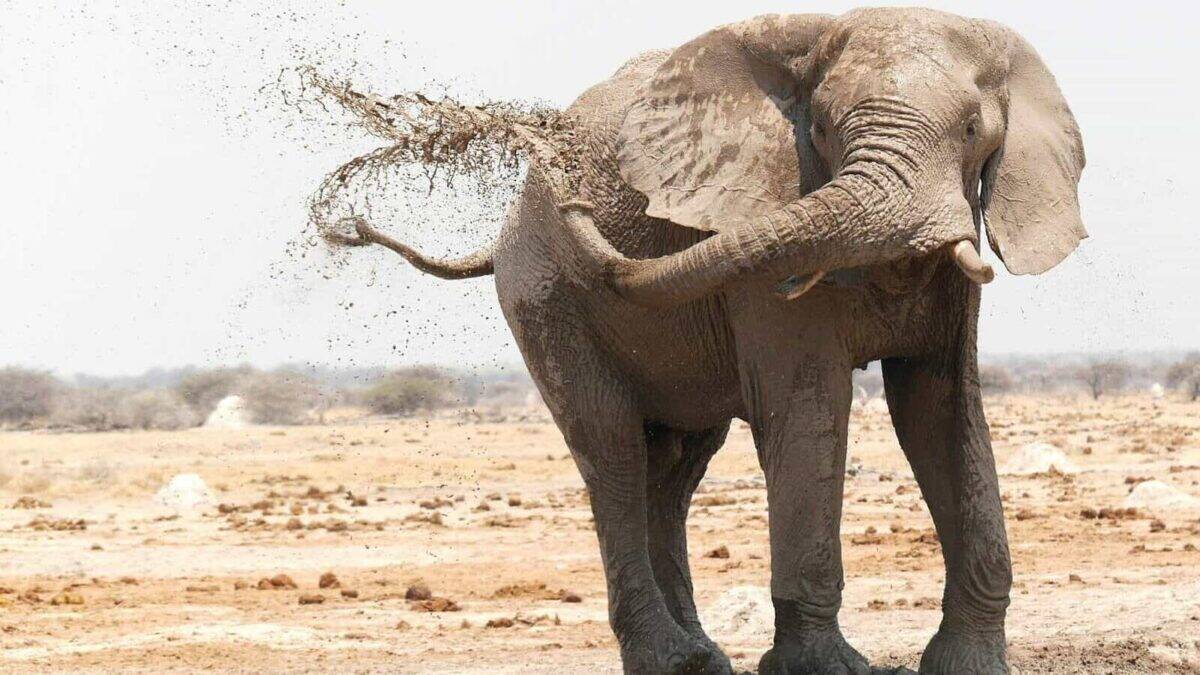 éléphant brun sur champ marron