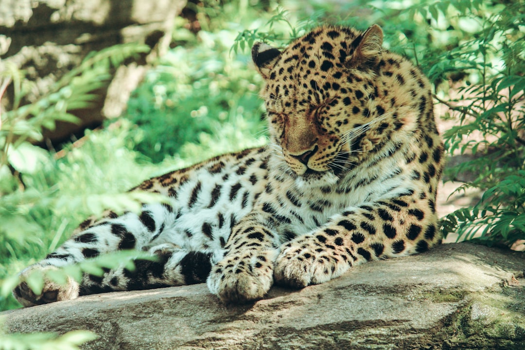 15. Léopard du Caucase (crédits image : unsplash)