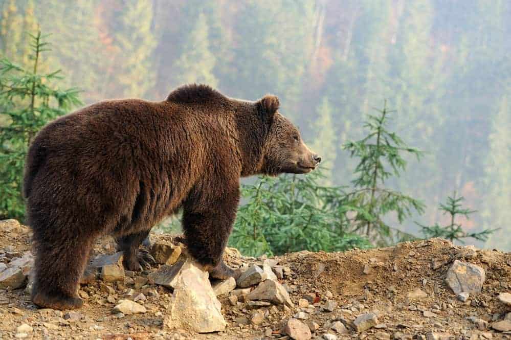 Ours brun