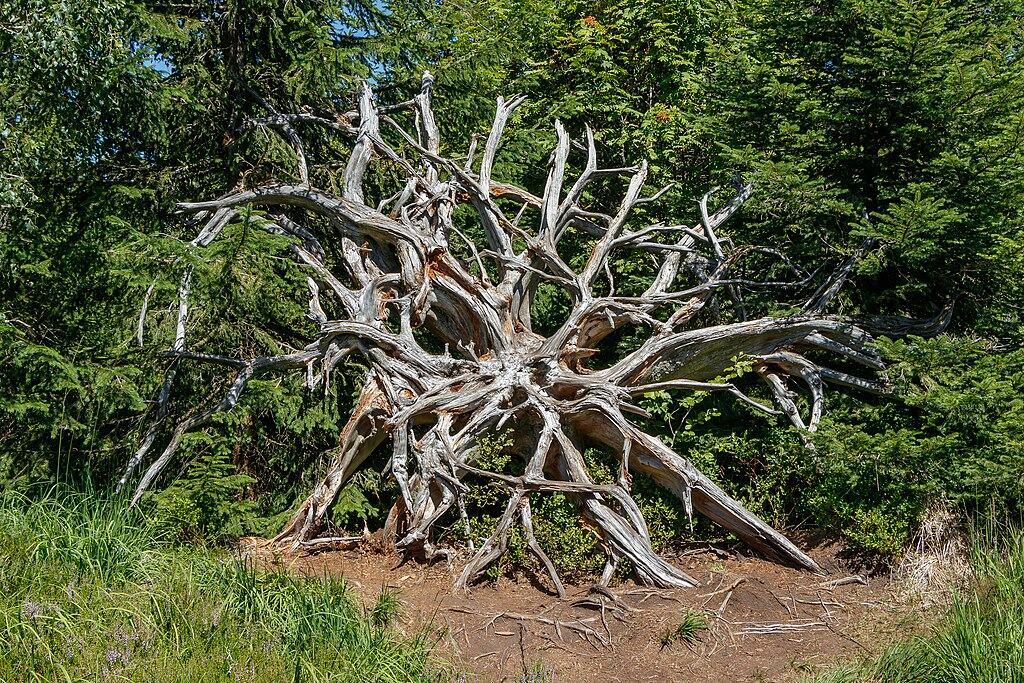 forêt noire