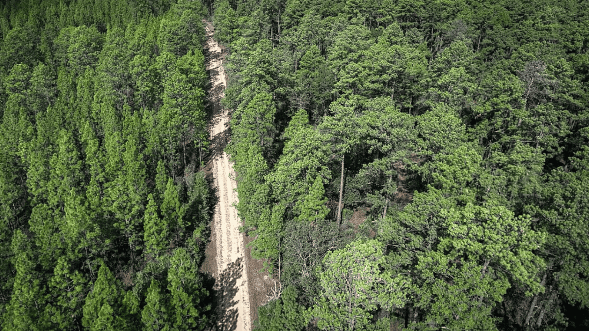 Forêt de pins à longues feuilles en Louisiane