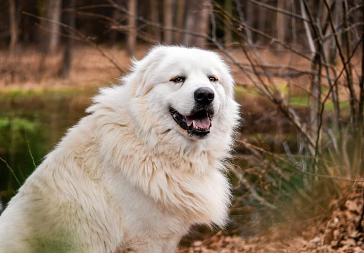 Charmant portrait d'un chien des Grandes Pyrénées en plein air sur fond de forêt d'automne.