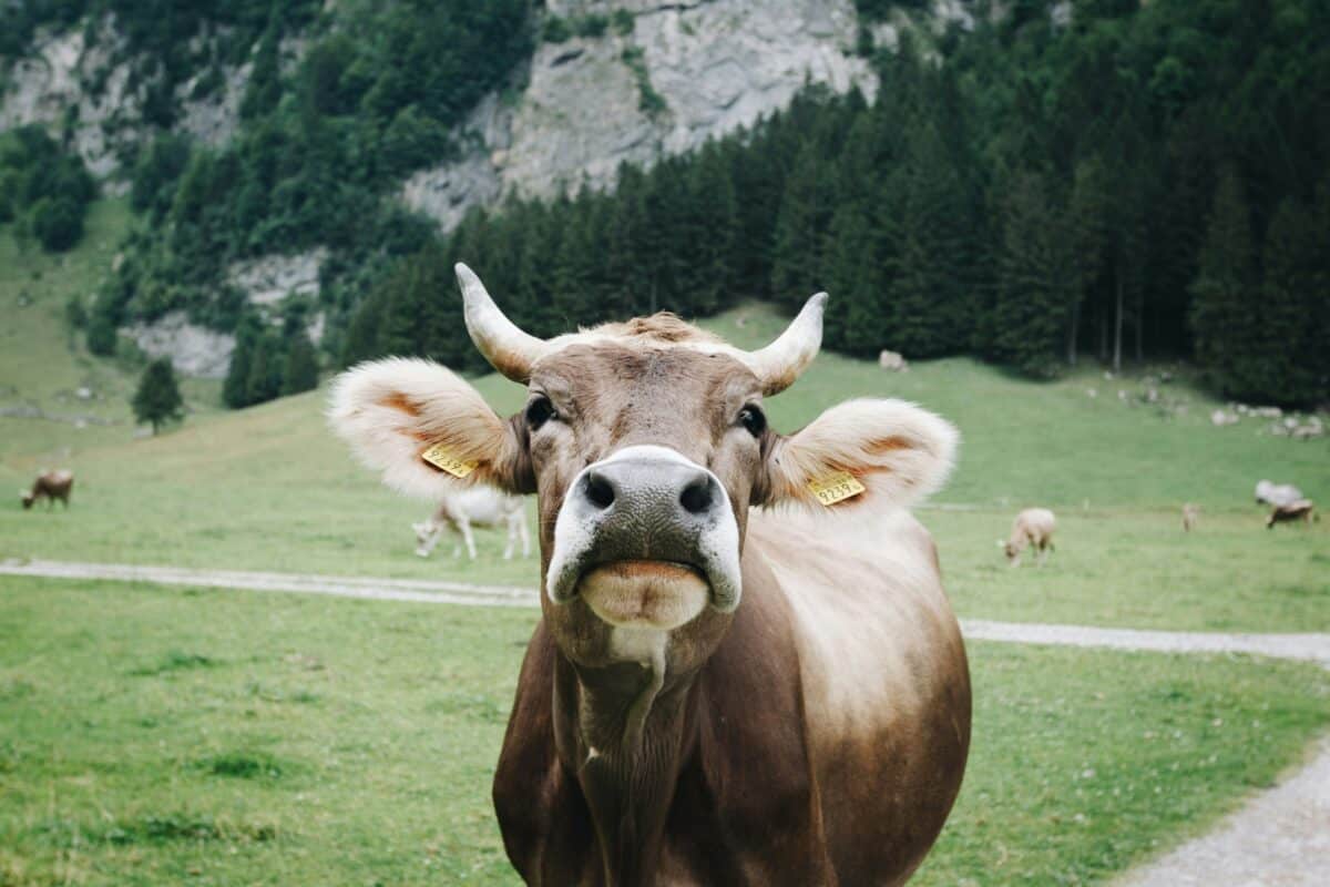 vache
