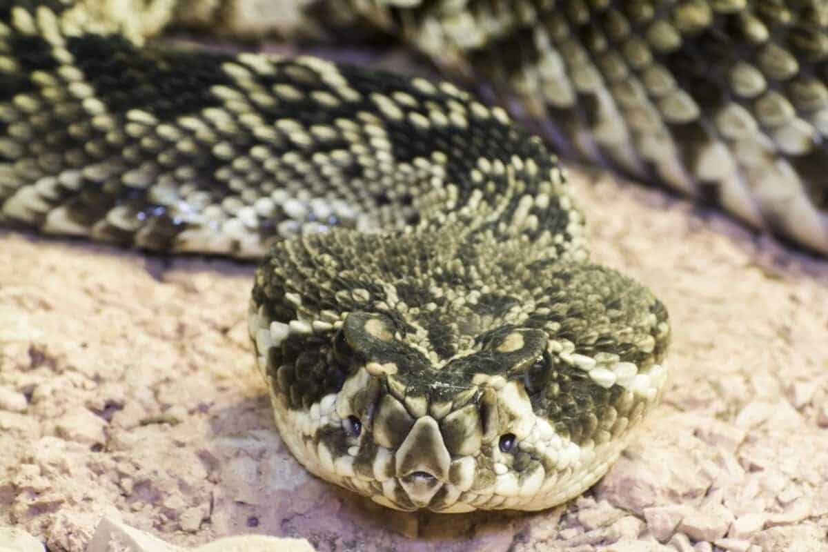 Crotale diamantin de l'Est (Crotalus adamanteus)