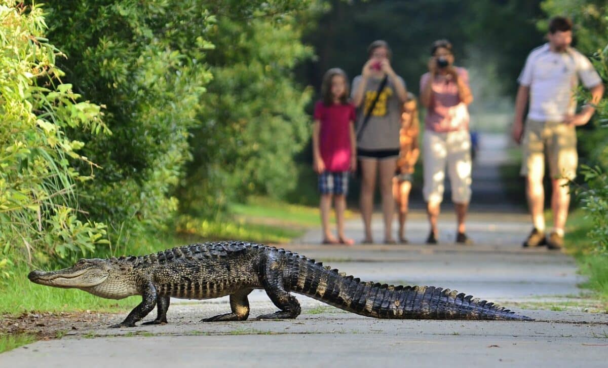 alligator