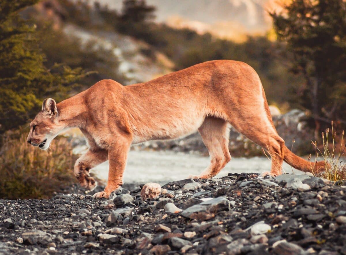 lion de montagne