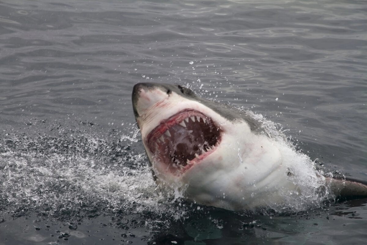 Grand requin blanc