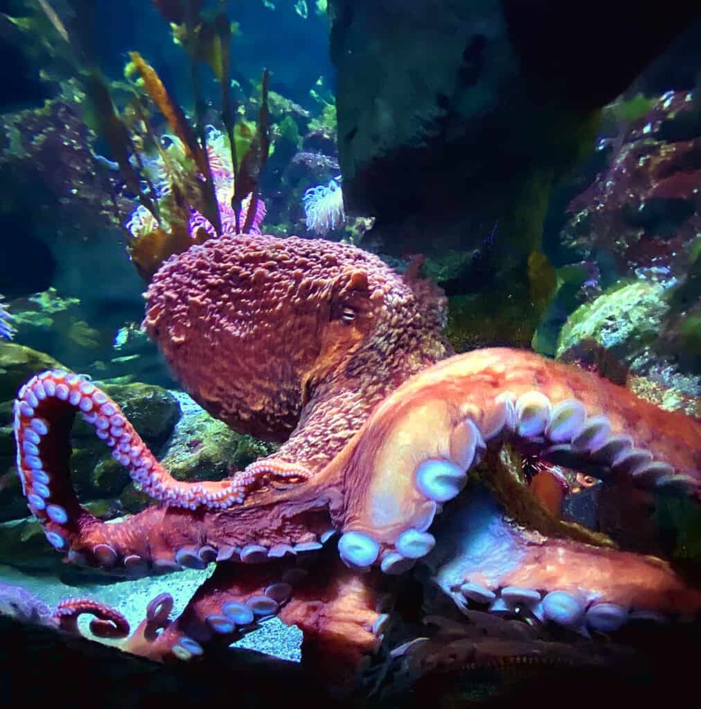 Changement de couleur du poulpe
