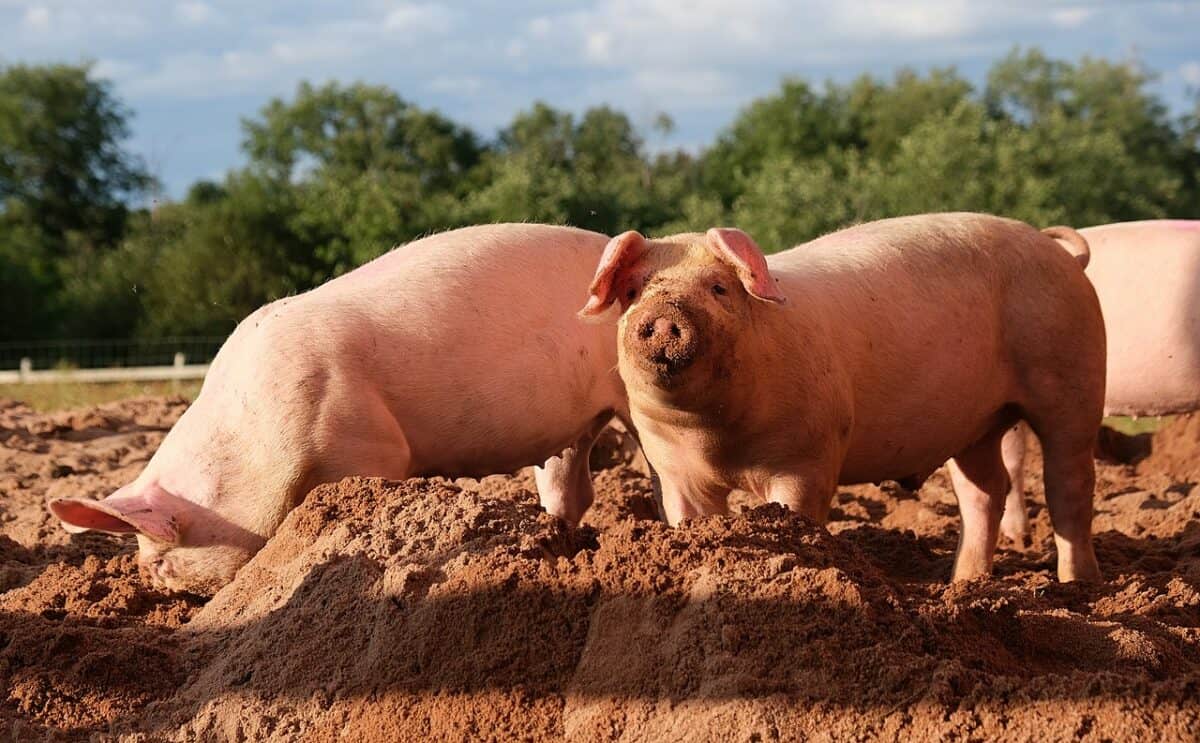 Cochon