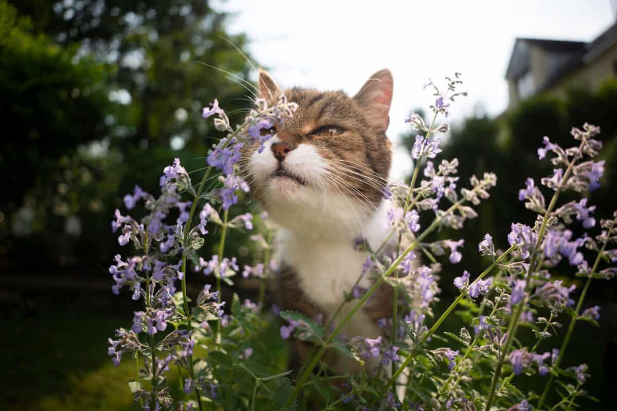 plante de cataire pour chat