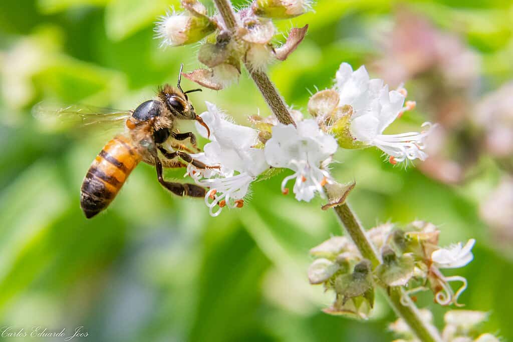 abeille africanisée