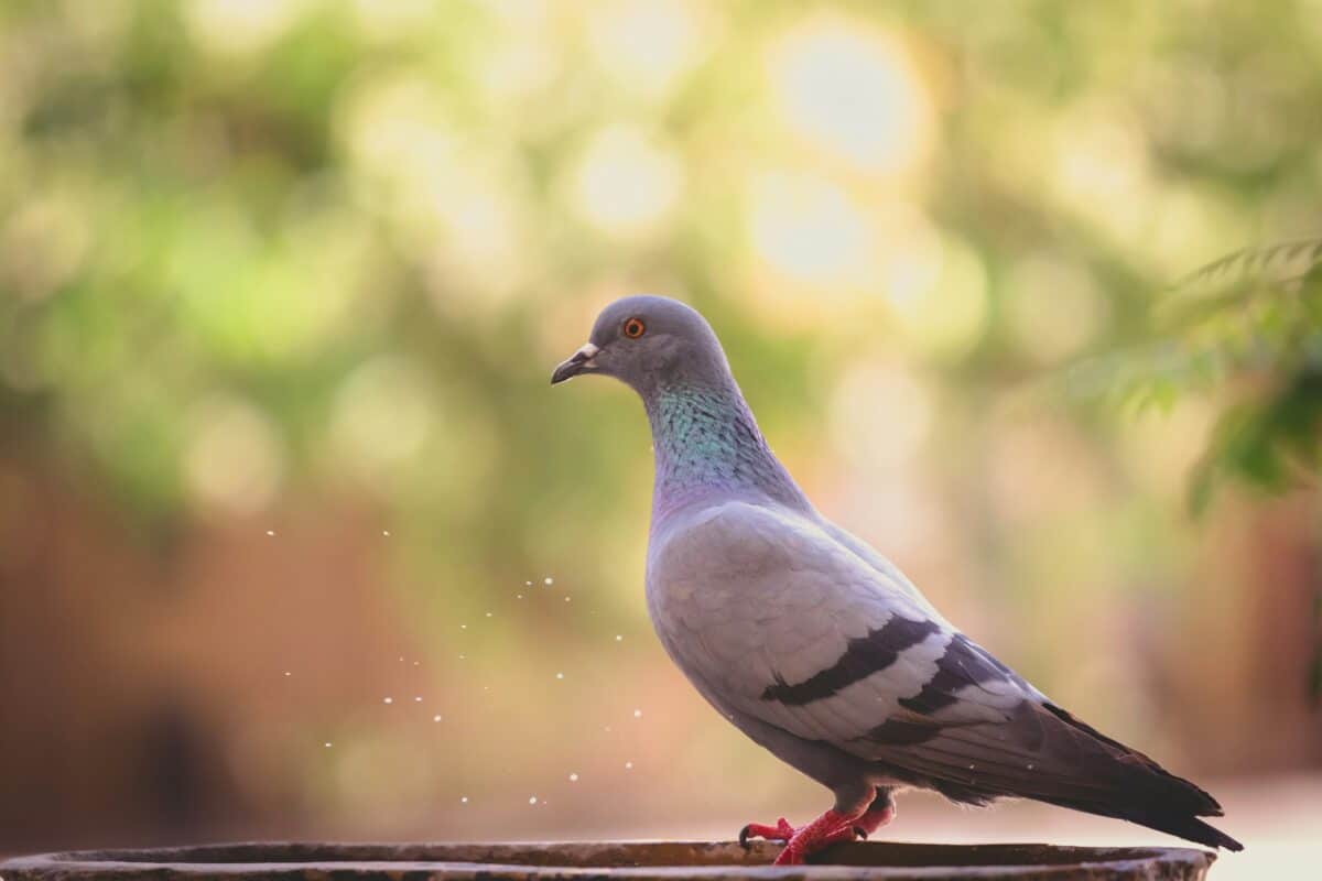 Pigeons