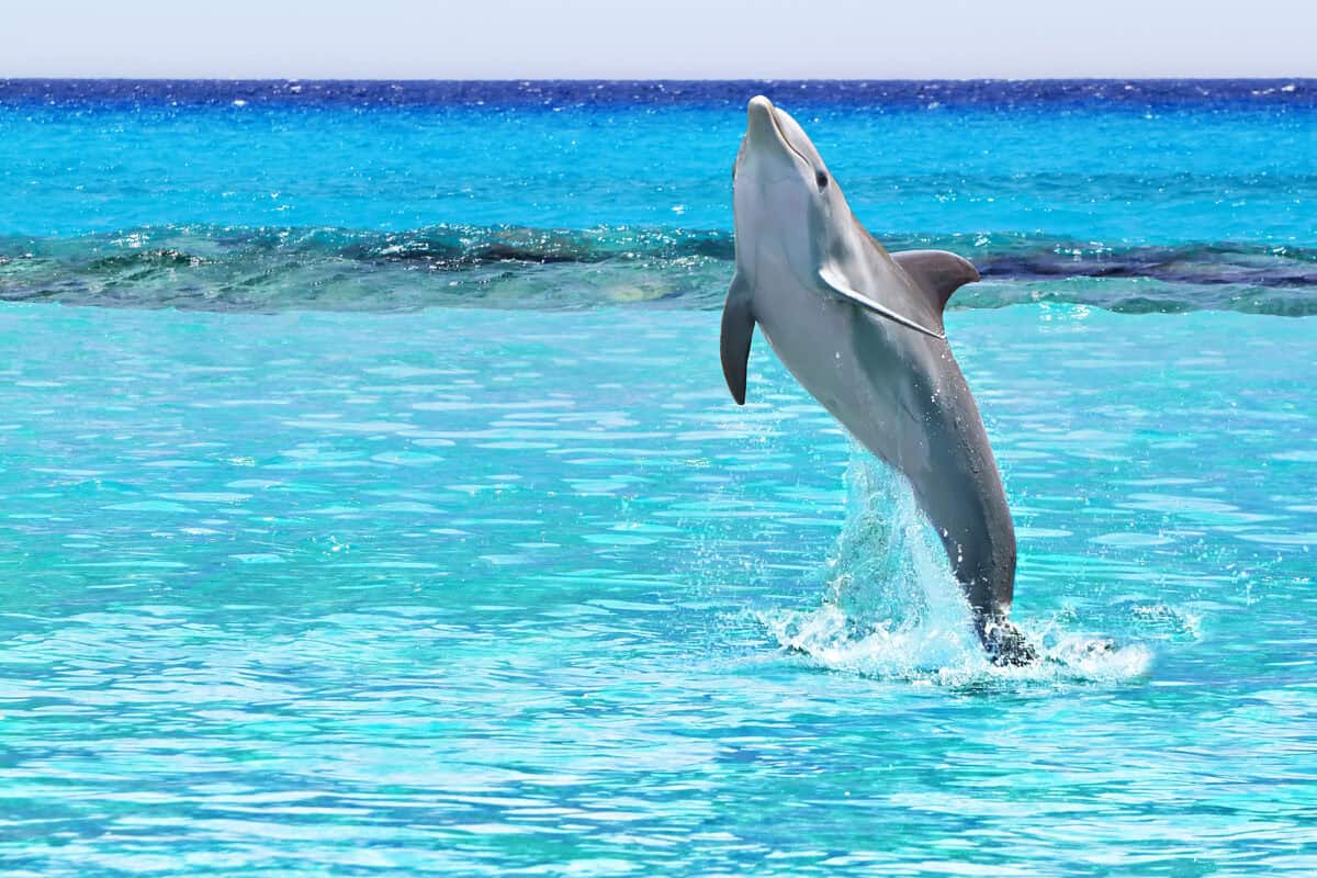 Dauphin faisant du temps dans l'air hors de l'eau