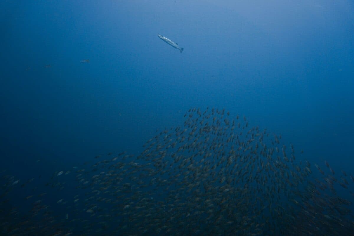 photographie sous-marine d'un banc de poissons