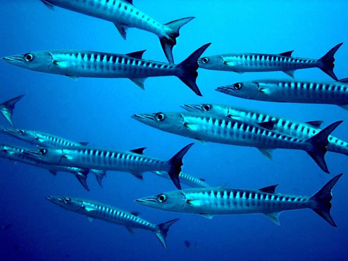 barracuda, poisson, se plonger, créatures marines, monde sous marin, exotique, la vie marine, nature, papouasie, barracuda, barracuda, barracuda, barracuda, barracuda