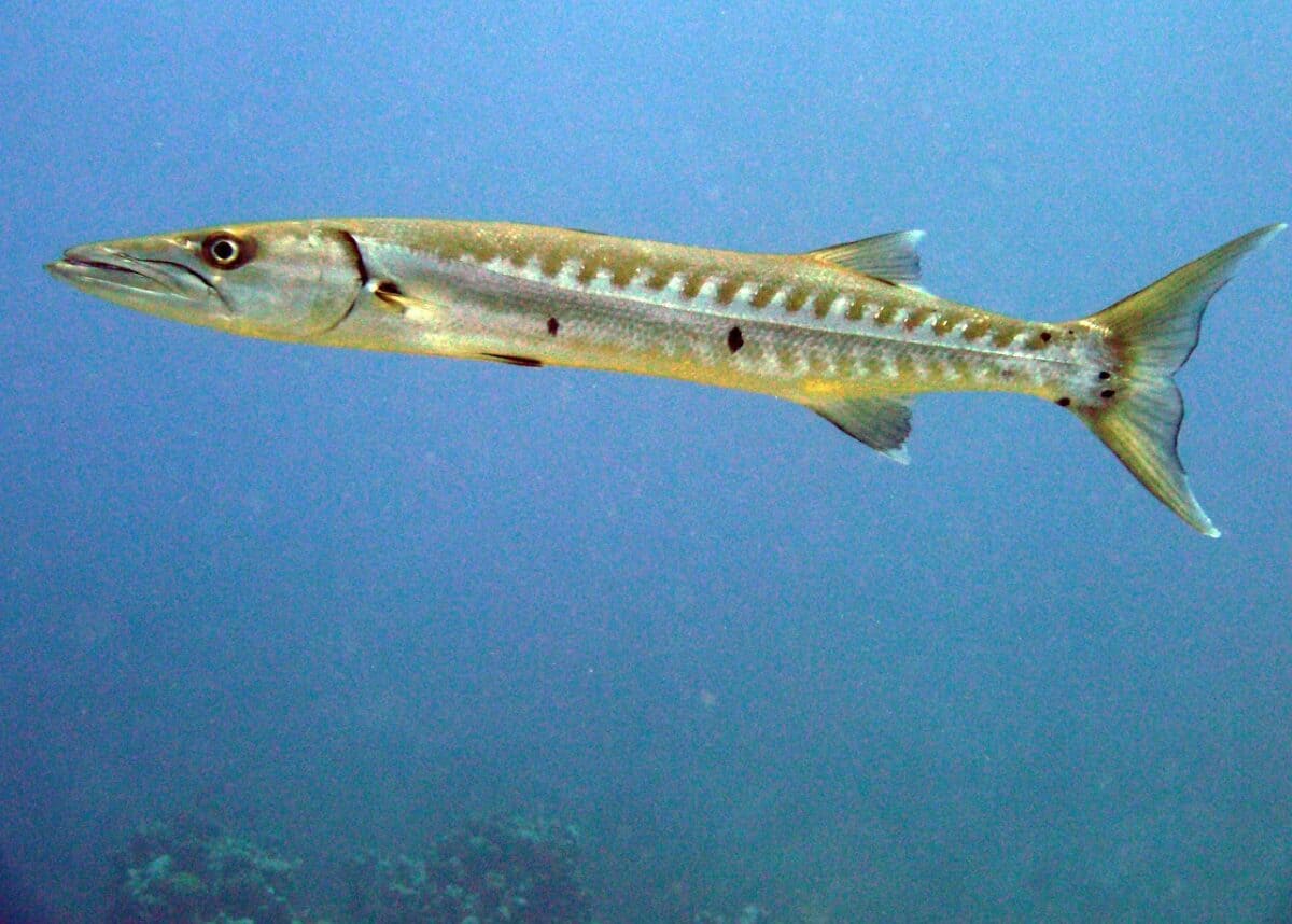 barracuda, poisson, îles caïmans, scaphandre autonome, la vie marine, blanc, océan, sous marin, barracuda, barracuda, barracuda, barracuda, barracuda