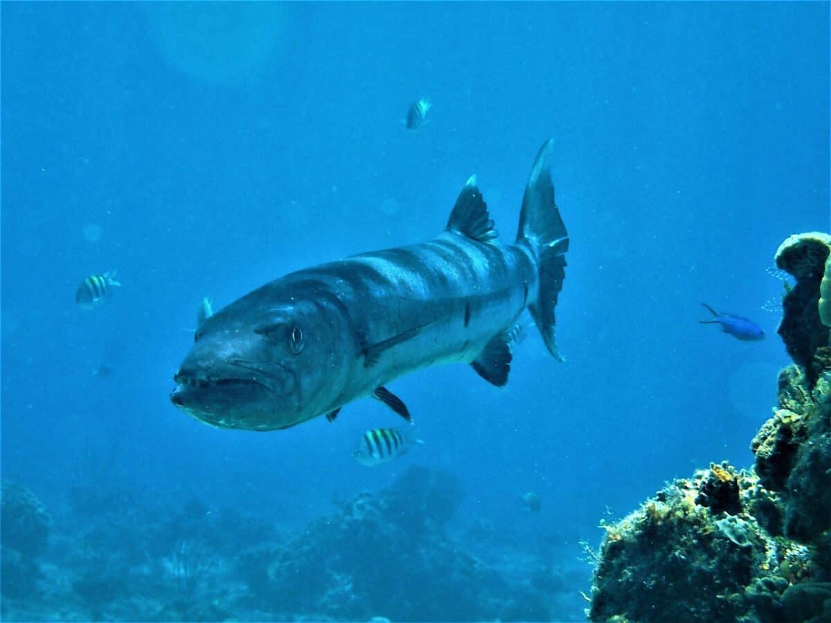 barracuda, scaphandre autonome, cozumel, poisson, océan, prédateur, caraïbes, barracuda, barracuda, barracuda, barracuda, barracuda