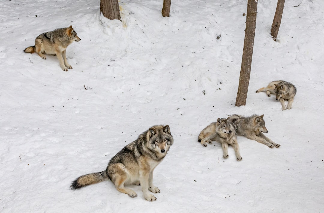 14. Loup gris (crédits image : unsplash)