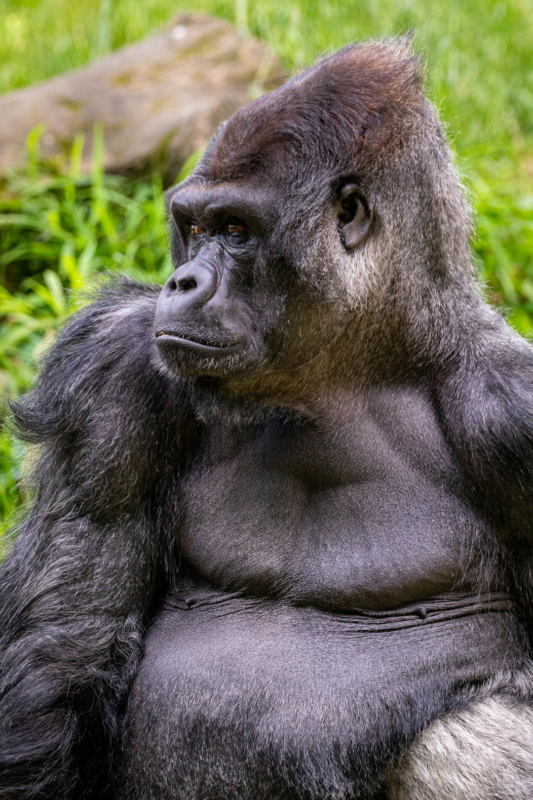 13. Gorille (crédits image : unsplash)