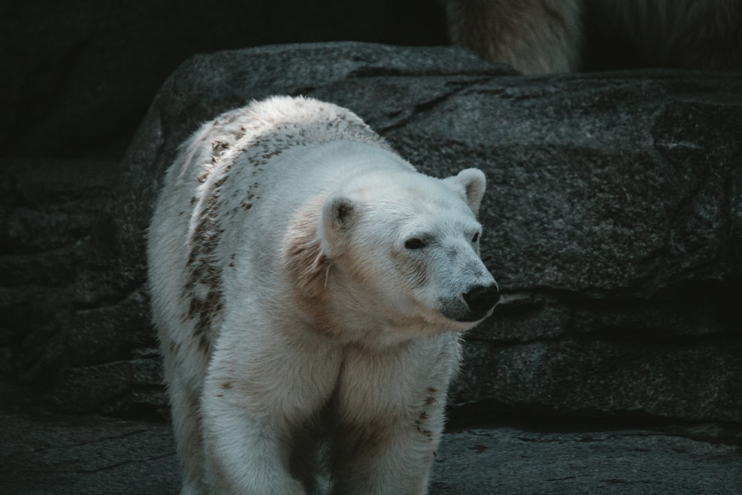 6. Ours polaire (crédits image : unsplash)