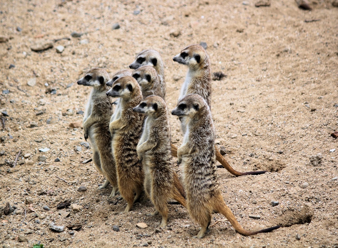 7. Suricate (crédits image : unsplash)