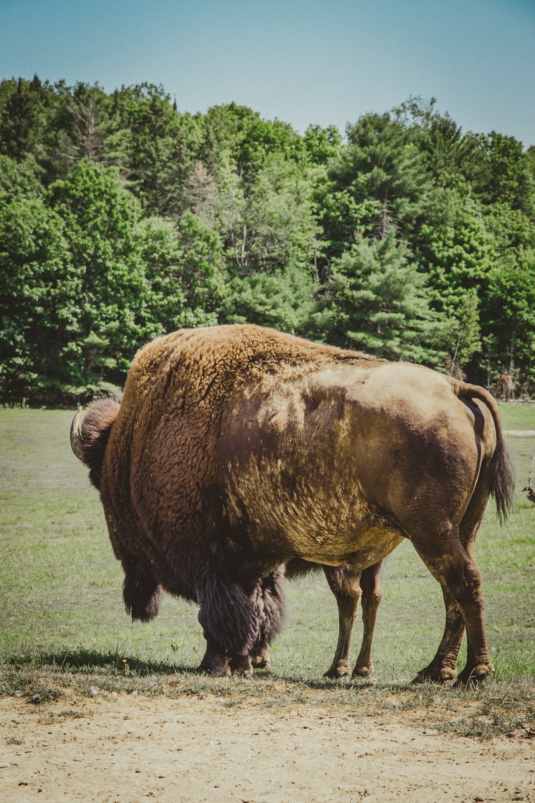 9. Bison d'Amérique (crédits image : unsplash)