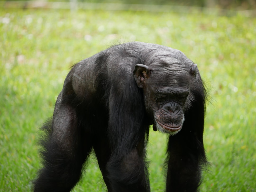 10. Chimpanzé (crédits image : unsplash)
