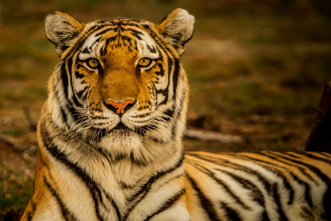 1. Tigre du Bengale (crédits image : unsplash)