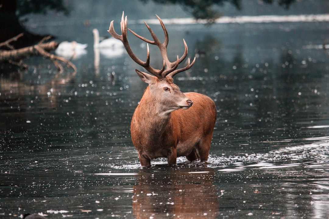 2. Red Deer (crédits image : unsplash)