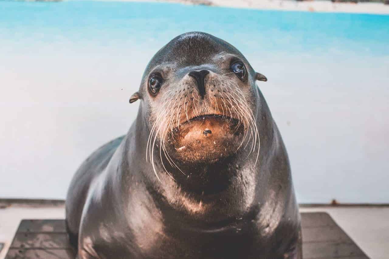 lion de mer saute sur un bateau