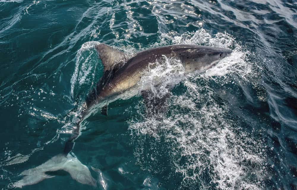 Grand requin blanc à la surface de l'eau