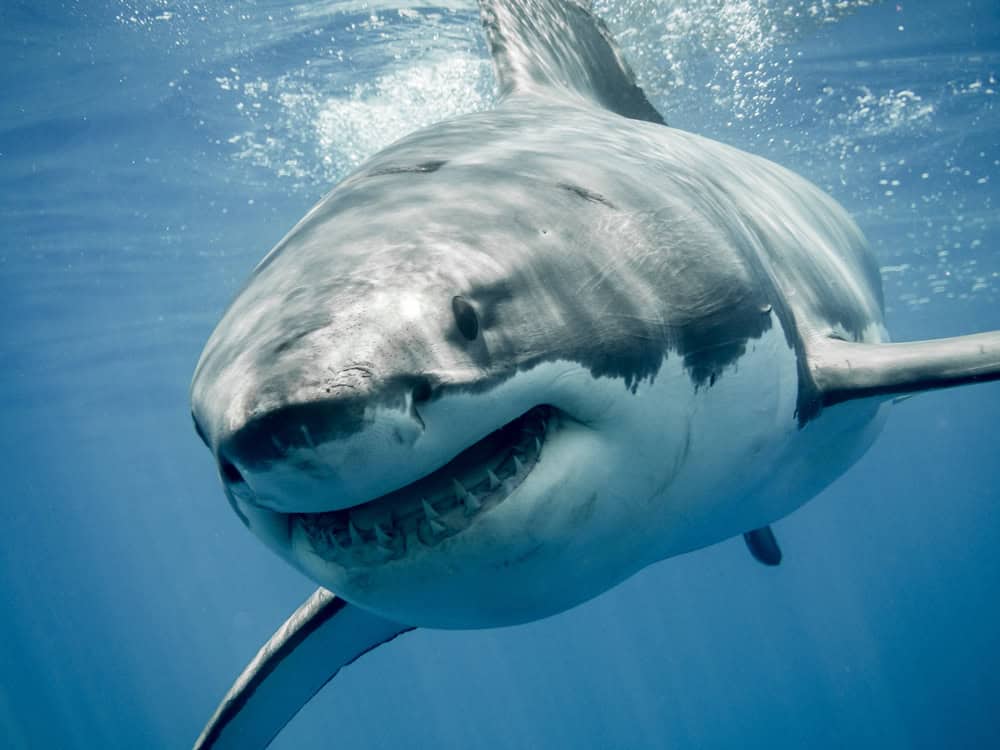 Grand sourire de requin blanc