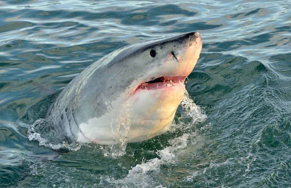 Grand requin blanc