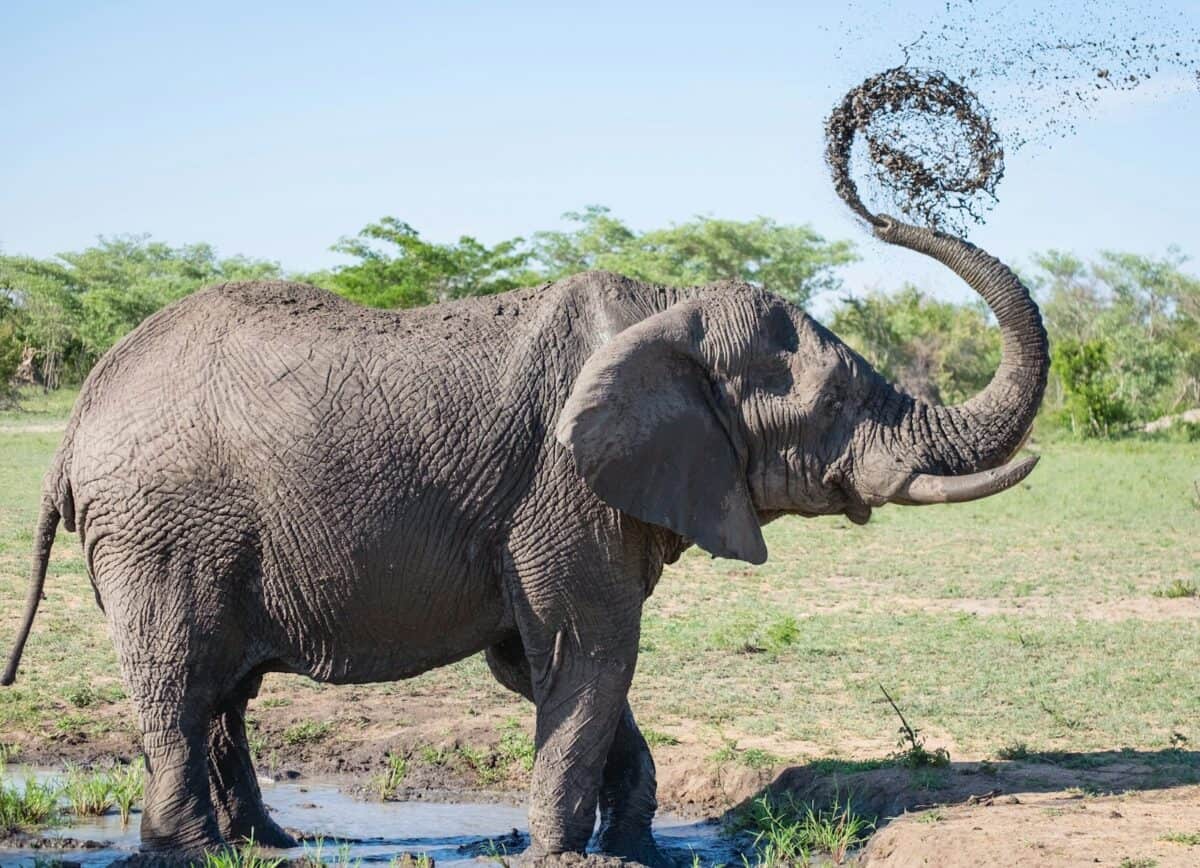 éléphant gris jouant avec de la boue