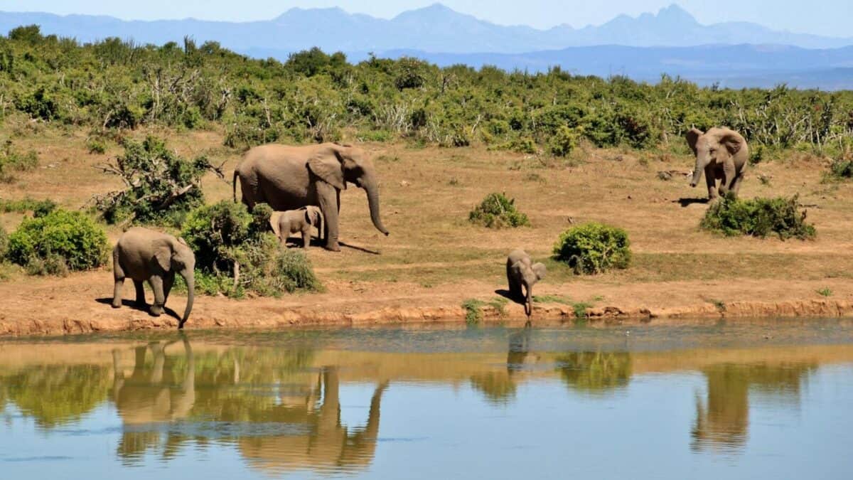 Un groupe d'éléphants marchant près d'un point d'eau, avec de jeunes éléphants dans le groupe, entourés de végétation naturelle et de montagnes en toile de fond.