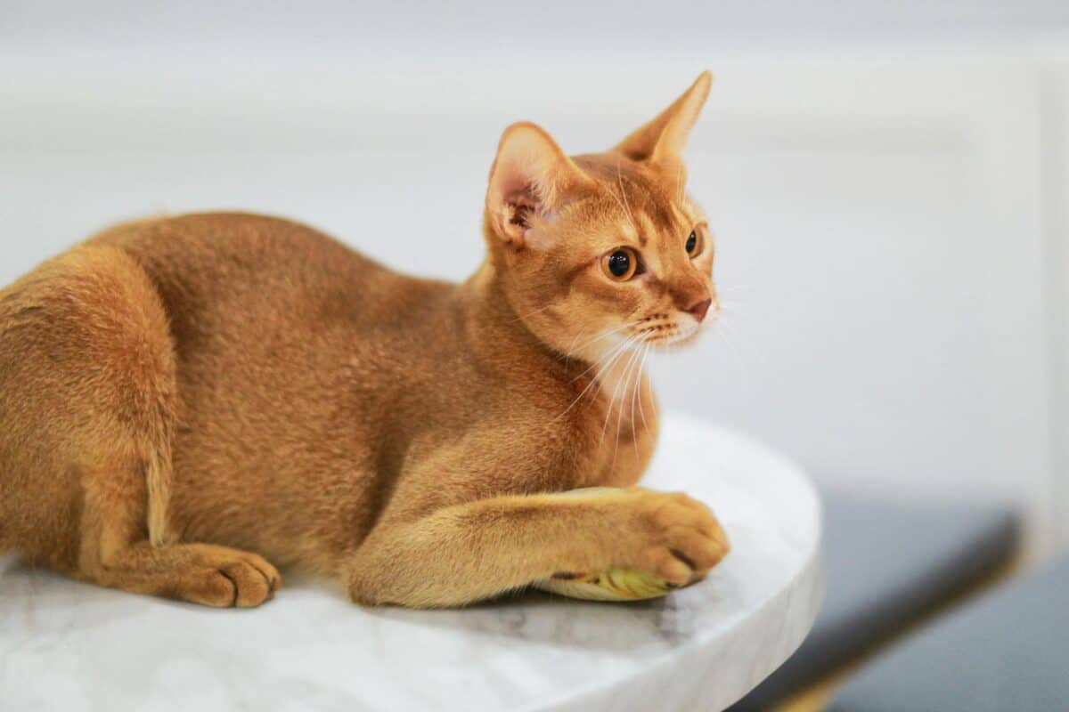 Gros plan d'un chat abyssin posé sur une table en marbre, mettant en valeur sa fourrure élégante et sa posture alerte.