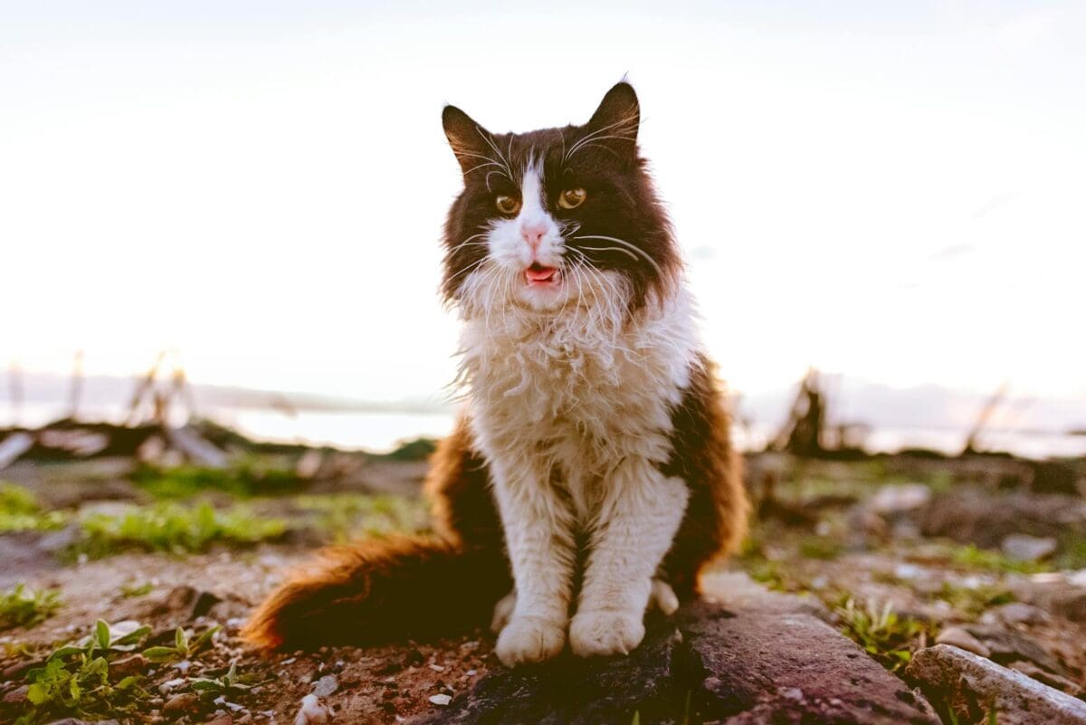 Adorable chat noir et blanc avec une longue fourrure assis à l'extérieur au coucher du soleil.