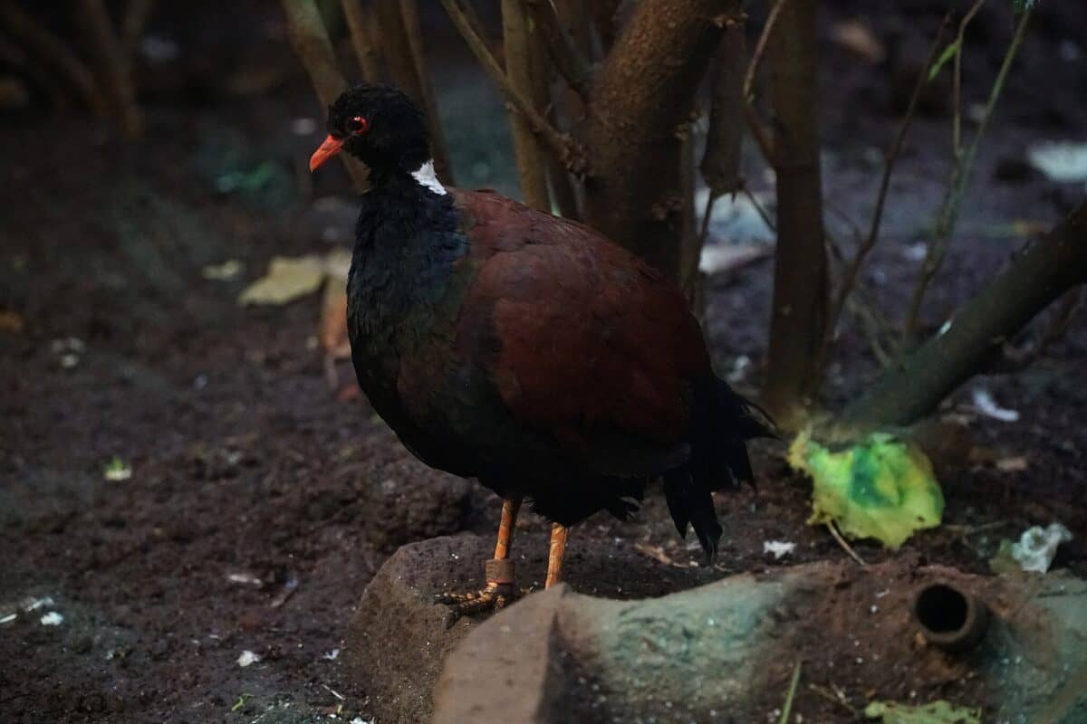 Un oiseau au plumage sombre, présentant des nuances de brun foncé et de noir, se dresse sur le sol dans un enclos boisé. Son bec et ses pattes sont orange vif, contrastant avec les tons terreux qui l'entourent.