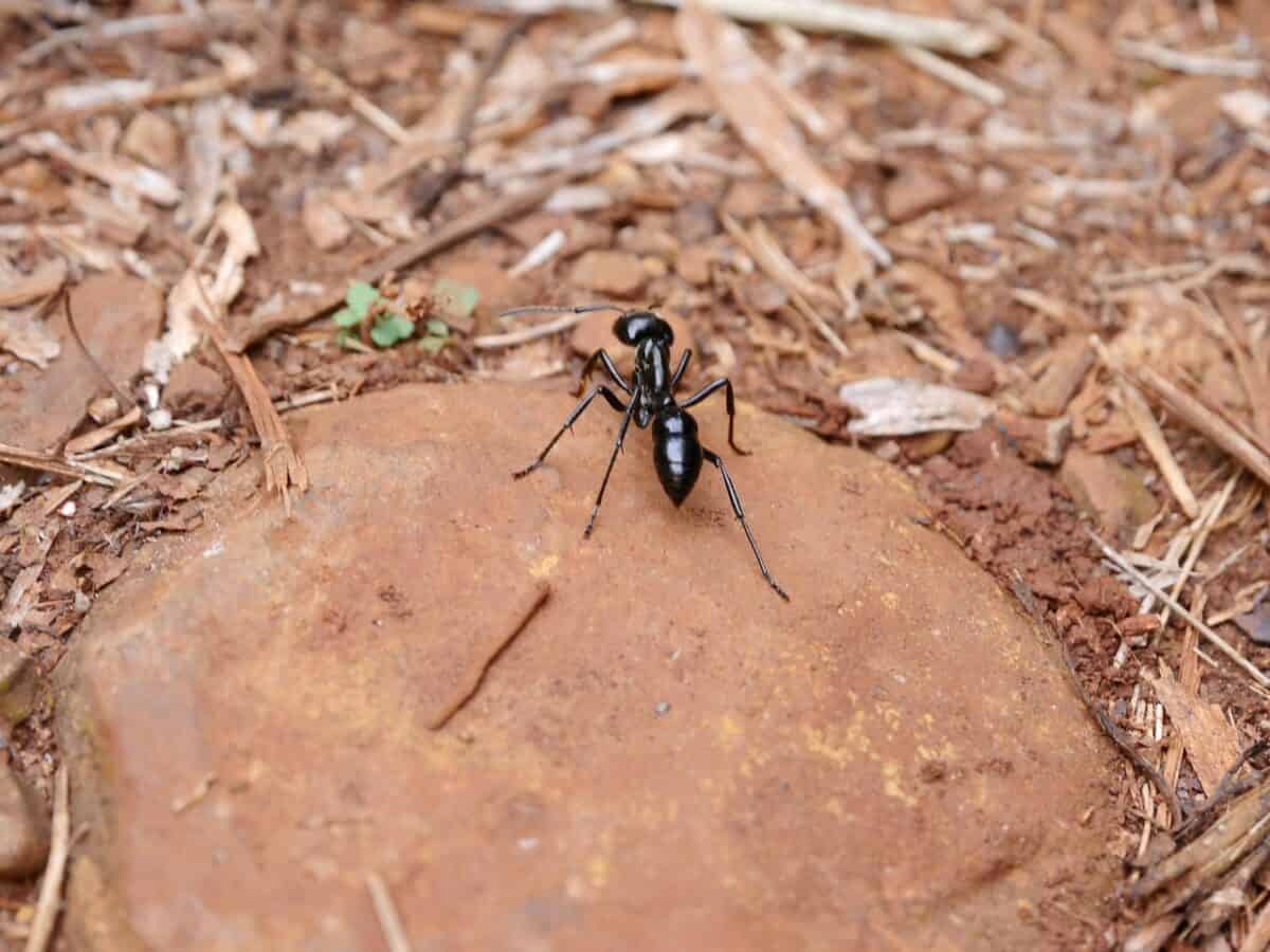 fourmi, fourmi, insecte, insectes, fourmi noire, grosse fourmi, faune d'iguazu, parc naturel, la nature, perspective différente, de plein air, parc naturel, fourmi, fourmi, fourmi noire, fourmi noire, fourmi noire, fourmi noire, grosse fourmi