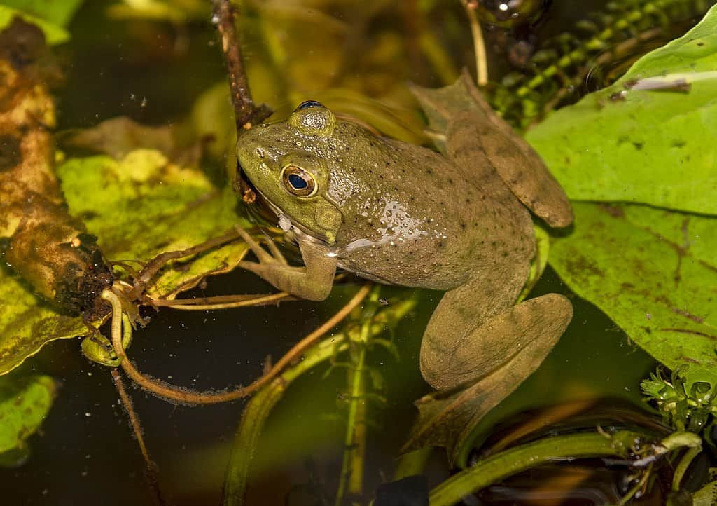Grenouille ouaouaron américaine