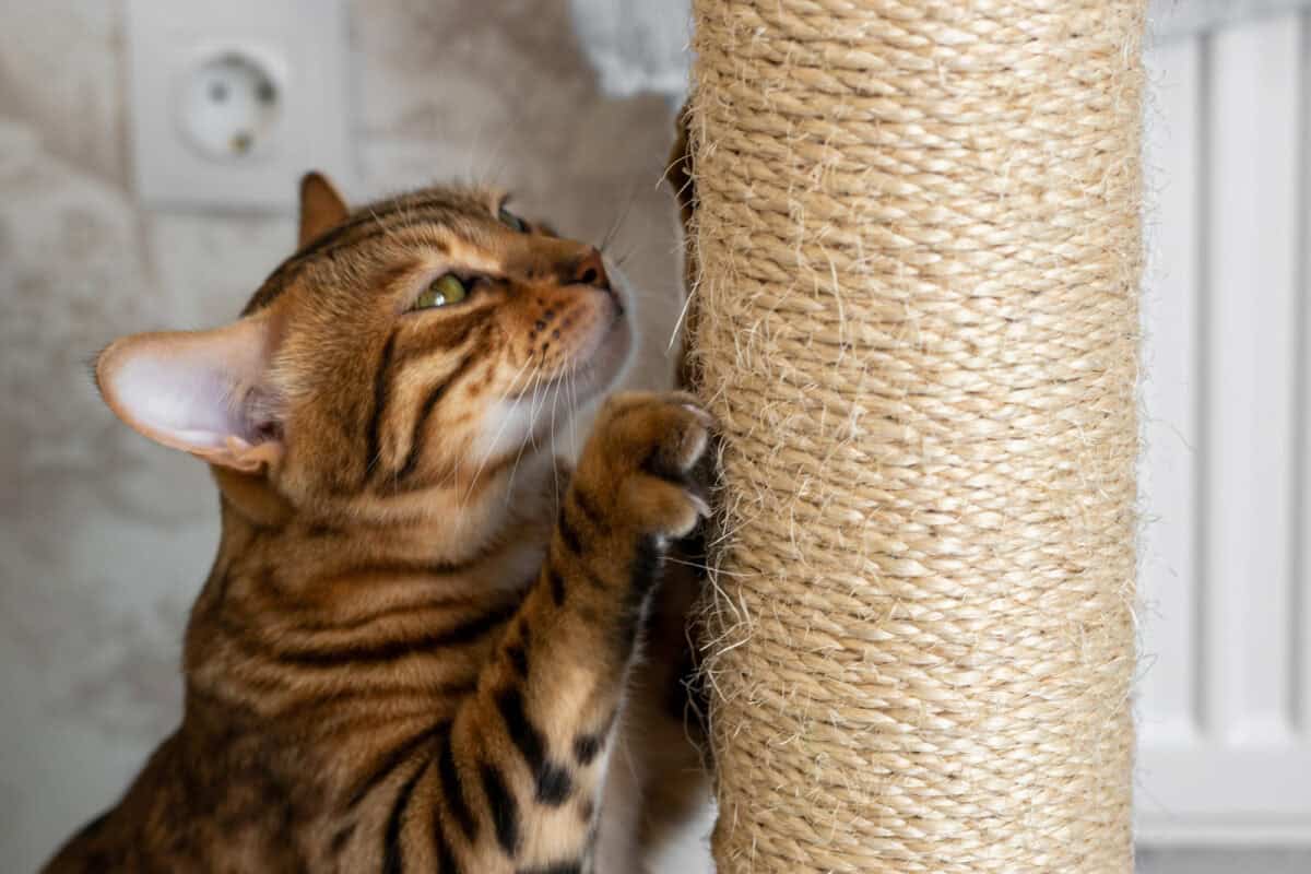Chat domestique tacheté affûtant les griffes sur un poteau à gratter, vue latérale
