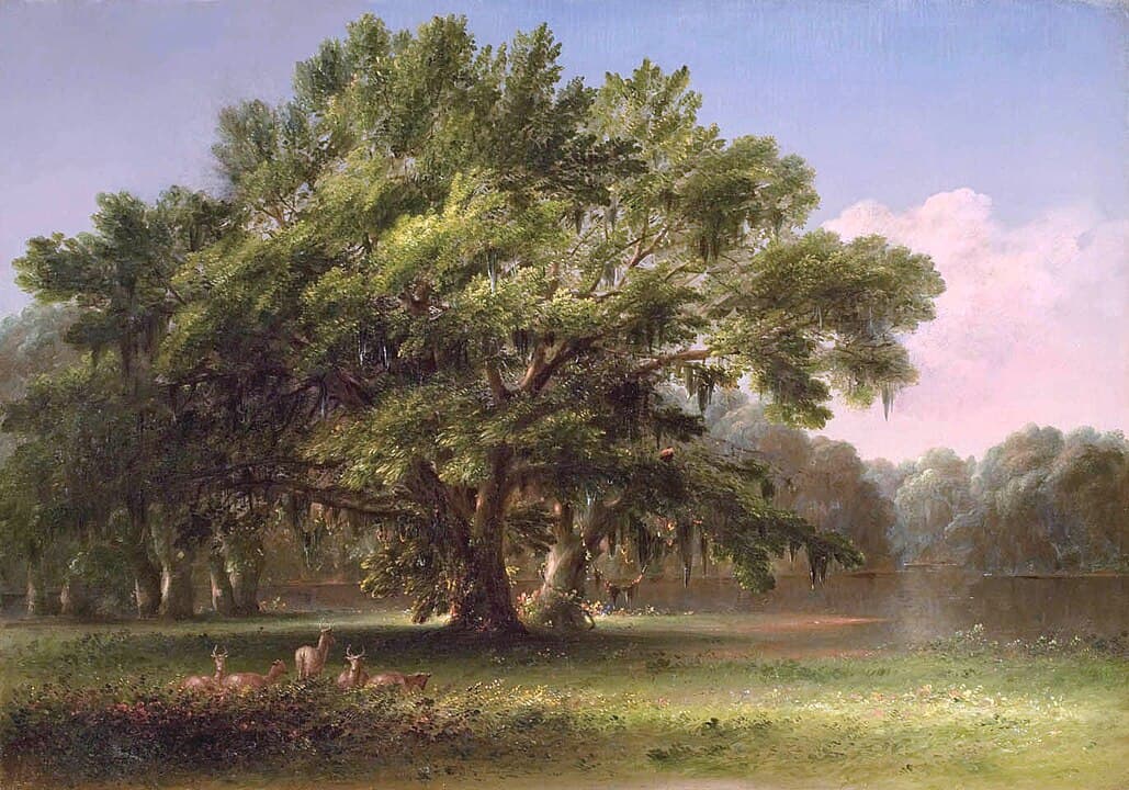 chêne vivant