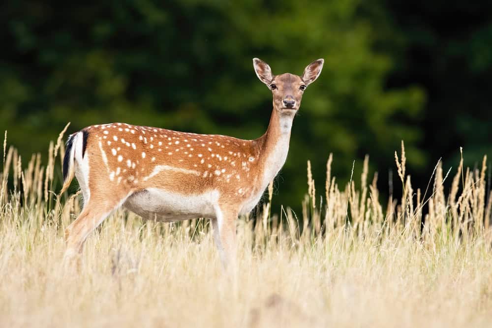 Cerf de Virginie