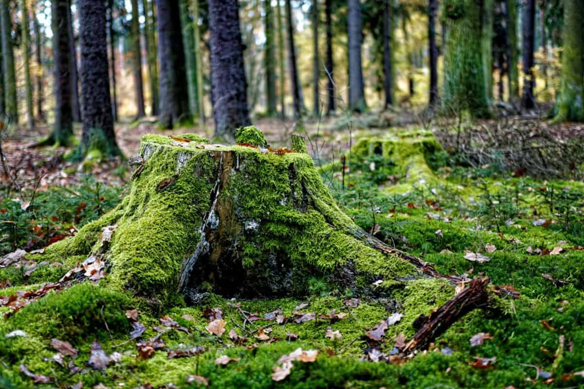 mousse verte sur le tronc de l'arbre