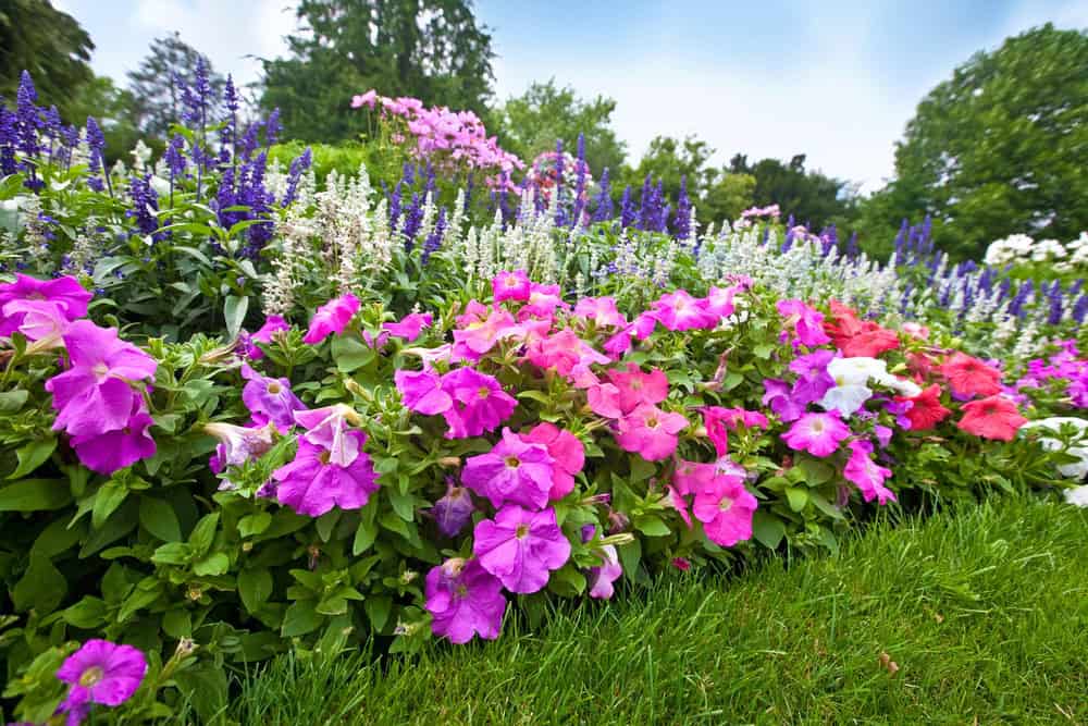 jardin fleuri