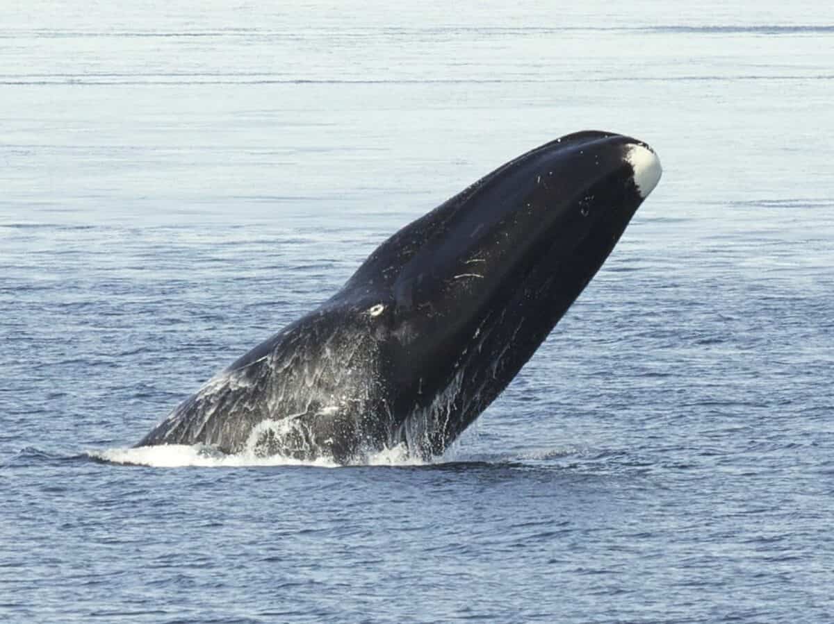 Baleine boréale