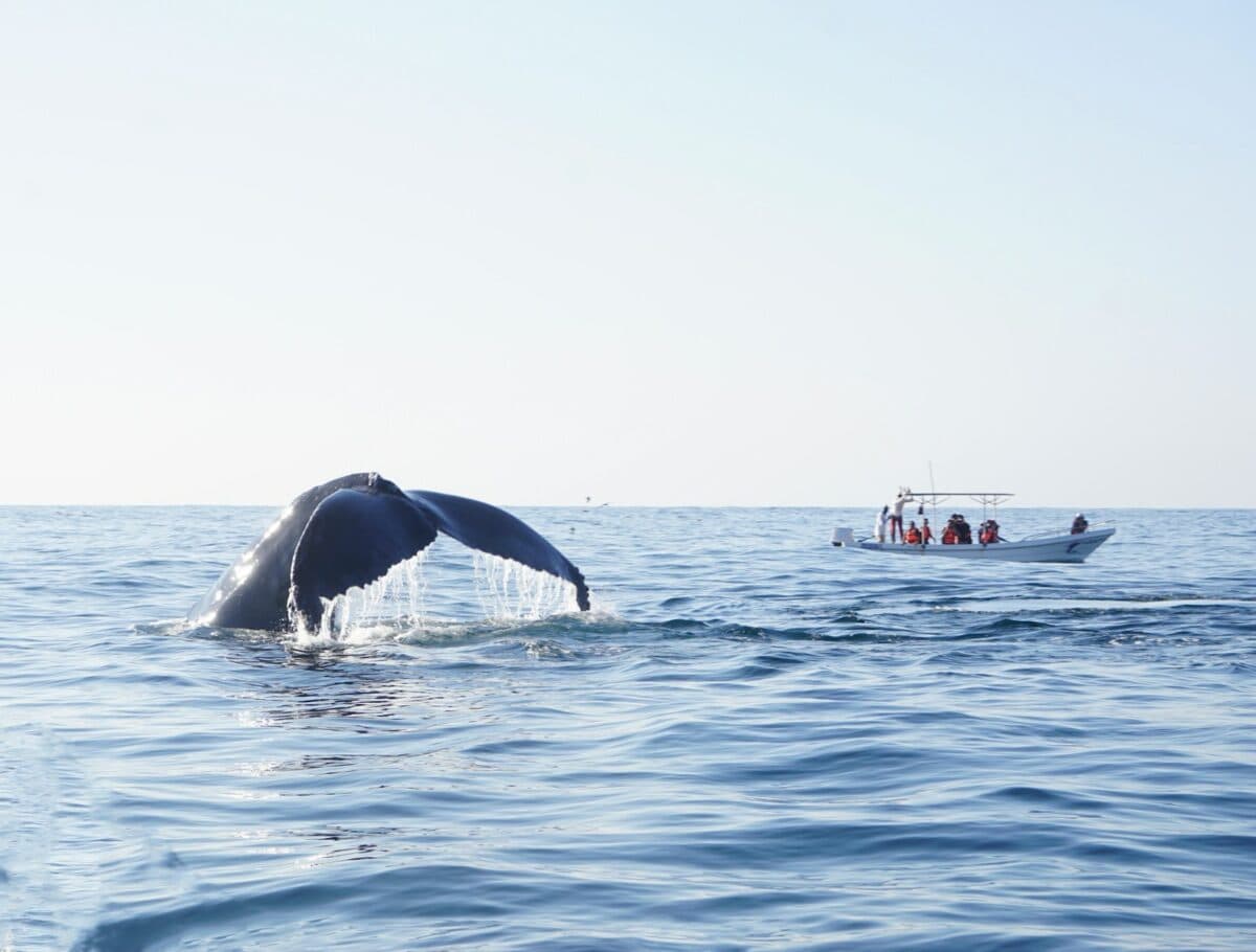 une queue de baleine sort de l'eau