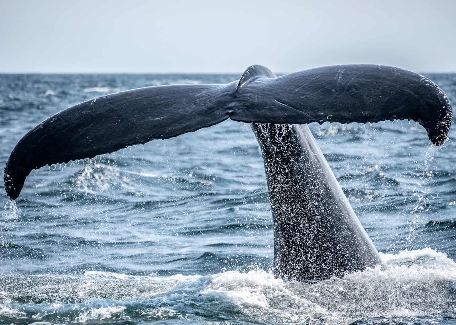 la queue de la baleine sort de l'océan pendant la journée
